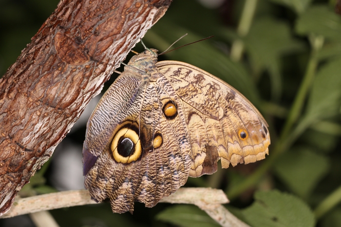 Sortie 1er aout - Papillorama - 046